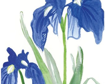 Iris Flower (10x15) Watercolor Print, 300g paper, with various frame options