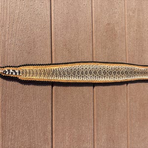 May include: A long, narrow, flat strip of rattlesnake skin featuring a diamond-patterned texture in shades of tan, brown, and cream. The strip is bordered by a thin, dark brown, scalloped-edge trim and includes a black and white striped feather accent.