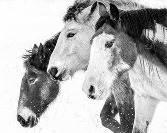 American Paint Horse Print Pinto Tobiano Overo Tovero Black and White Fine Art Montana Photography Animal Art Nursery Decor Canvas or Frame