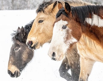 Horses Running in the Snow Kalispell Montana MT Rodeo Horse Cowboys on a Ranch Boho Farmhouse Decor Fine Art Photo American Paint Horse