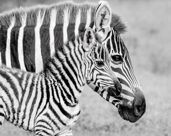 Zebra with Baby Africa Print Animal Art Poster Safari Babies Fine Art Photograph Black and White Canvas Print Metal Print on Luster Paper