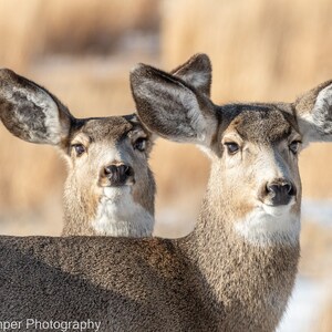 Pair of Mule Deer Print Yellowstone National Park Poster Winter Snow Scene  Cabin Farmhouse Decor Fine Art Animal Photography Wrapped Canvas