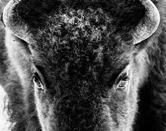American Bison Buffalo Yellowstone National Park YNP Winter Snow National Park Poster Rustic Decor Fine Art Black and White Wildlife Canvas