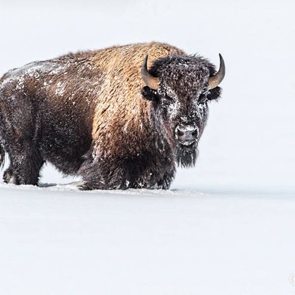 American Bison Print Yellowstone National Park Fine Art Photography Canvas or  Luster Paper Print Winter Snow Scene Rustic Poster