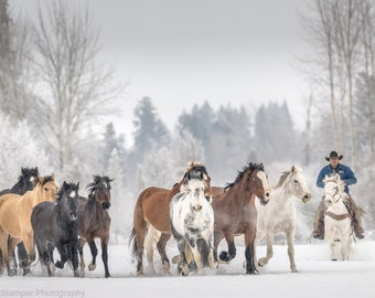 Yellowstone Montana Cowboy Wild West Rodeo Horses Running in Snow Rustic Farmhouse Boho Decor Fine Art Photography on Canvas Metal or Paper