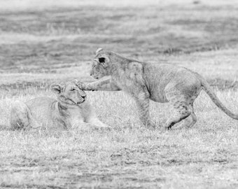 Baby Lion Cubs Playing Print Nursery Decor Animal Art Safari Fine Art Photography Black and White Canvas Print Metal Print on Luster Paper