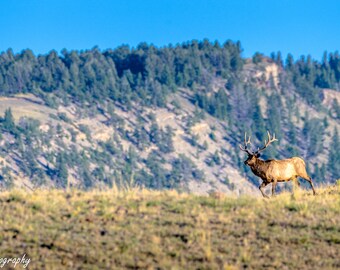 Yellowstone National Park Print Poster Elk on a Mountain Sunset Elk Rut Fall Fine Art Photography Canvas Luster Paper or Metal Frame Option