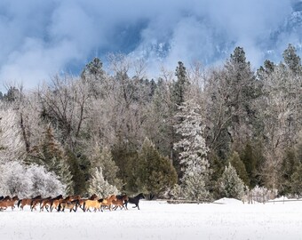 Horse Herd l Winter Snow Scene l Montana l Rodeo Ranch Life l Mountains l Rustic Farmhouse Cabin Vacation Home Decor l Fine Art Photography