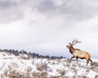 Bull Elk Wildlife Print Yellowstone National Park Winter Animal Poster Rustic Decor Fine Art Wildlife Photography Large Canvas Metal Paper