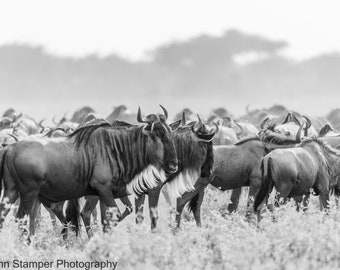 Wildebeest Migration Print High Key Animal Art Poster Safari Fine Art Photography Black and White Canvas Print Metal Print on Luster Paper