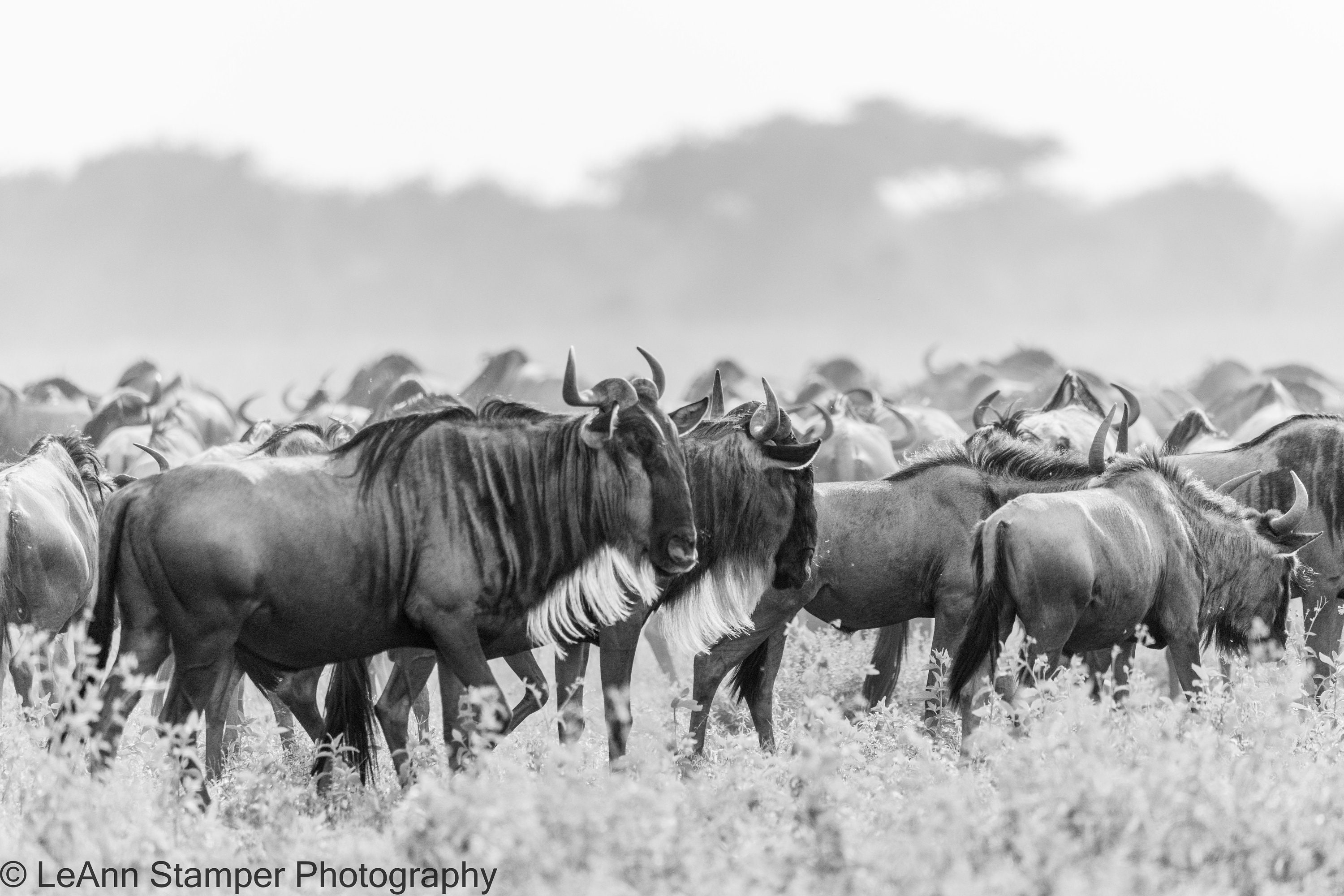 Animals in black and white【ヴィンテージ・木版画集】 il_fullxfull.3981011541_6prm.jpg