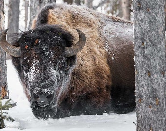 American Bison Print Yellowstone National Park Winter Snow Print National Park Poster Rustic Decor Fine Art Wildlife Photography Canvas