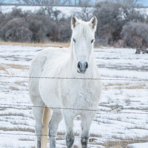 White Horse Print Yellowstone National Park Poster YNP Winter Snow Scene  Cabin Farmhouse Decor Fine Art Farm Life Animal Photo Canvas