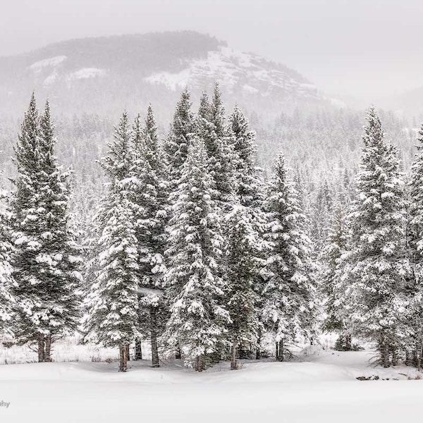 Yellowstone National Park Canvas Print Fine Art Photograph Pine Trees Covered in Snow behind the Yellowstone YNP River Winter Scene Canvas