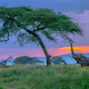 Elephant at Sunset Print – African Wildlife Wall Art – Safari Photo – Canvas Wrap or Frame Option Nature Photography - Elephant Lovers Gift