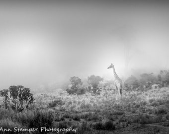 Giraffe Print Animal Art Poster Safari Nursery Fine Art Black and White Photo Print Wrapped Canvas Print Metal Print on Luster Paper