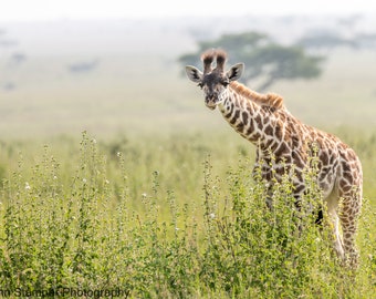 Baby Giraffe Print Africa Wildlife Fine Art Photography Safari Office Nursery Bedroom Living Room African Wall Hanging