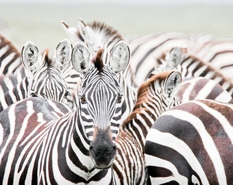 Herd of Zebras Print Serengeti Plains of Africa Fine Art Panoramic Vintage Boho Black and White Stripes 3x1  Wrapped Canvas or Metal Art