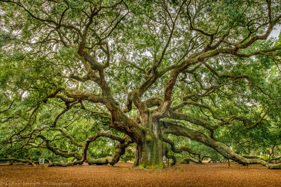 3dRose, Moss Covered Trees In Charleston Garden South Carolina, 11x12