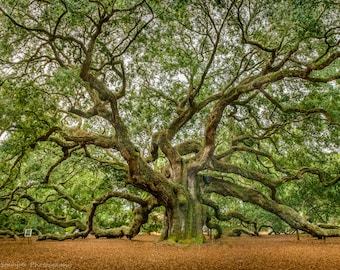 Charleston SC Impresión Carolina del Sur Histórico Ángel Roble Árbol Bellas Artes Lienzo Fotográfico Color Verde y Marrón Papel Lustre Metálico Tríptico de 3 Paneles