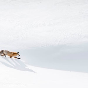 Red Fox Print Yellowstone National Park Poster Snowy Winter Scene Montana Art Fine Art Photo Wildlife Animal Art Wrapped Canvas Metal Print