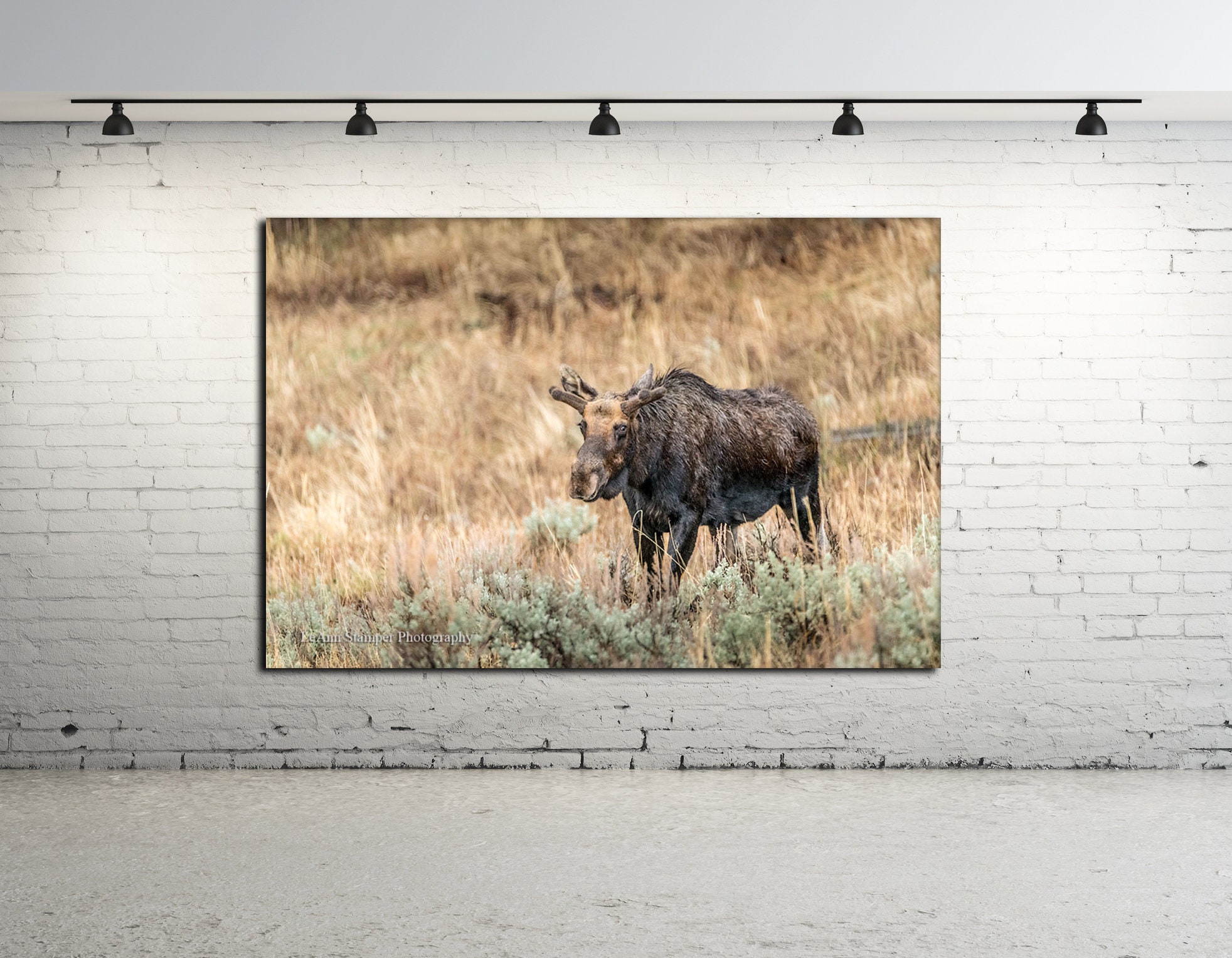 Framed and Signed Print of Bull Moose. Fall on the Yellowstone by Paul Krapf