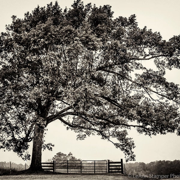 Lone Oak Tree Print Single Tree Art North Carolina NC Fine Art Sepia Black and White Photography on Canvas or Print on Metal Historic Oak