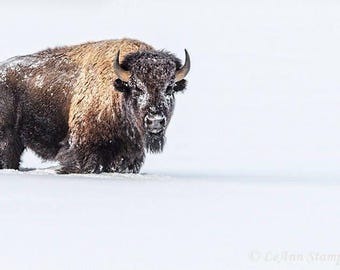 American Buffalo in Snow Original Canvas Art Bison Canvas Print Bison Canvas Wall Art Buffalo Home and Office Rustic Decor Print Wall Decor