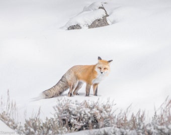 Red Fox Print Yellowstone National Park Poster YNP Fine Art Wildlife Photography Winter Snow Scene Canvas Luster Paper Montana Wyoming Art