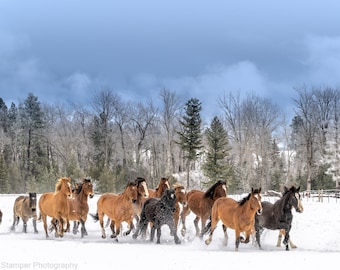 Horses Running in the snow mountains of a Montana Ranch Fine Art Photography Fine Art Equestrian Photography on Canvas Metal or Paper