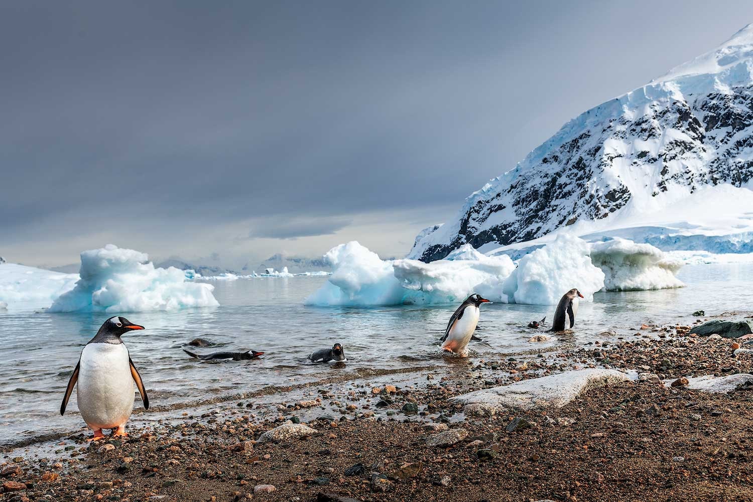 Penguin Antarctica Nature Nursery Decor Animal Art Office Decor