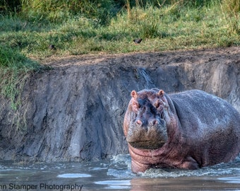 Hippopotamus Hippo Print Africa Wildlife Fine Art Photography Safari Office Nursery Bedroom Living Room African Wall Hanging