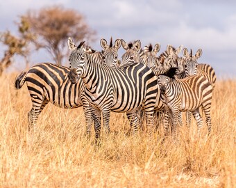 Zebra Canvas Print 3 Panel Split Triptych Wildlife Animal Photo