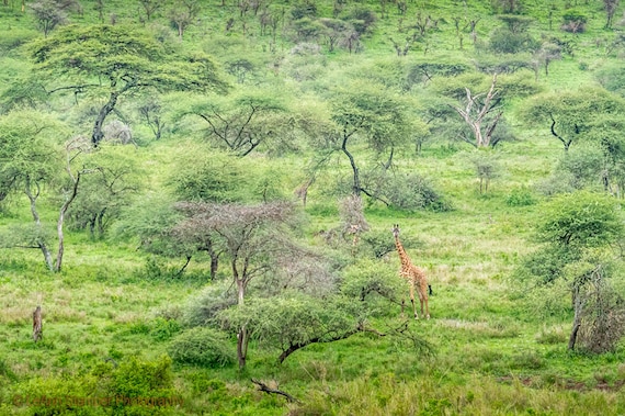 Giraffe Arttanzaniacanvas Printcanvas Etsy