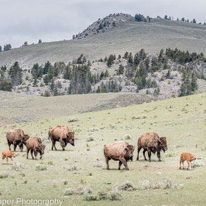 American Buffalo Yellowstone Print, Buffalo Wall Art Poster, Bison Canvas Print Home Office Decor, Original Canvas Art, Buffalo Office Art