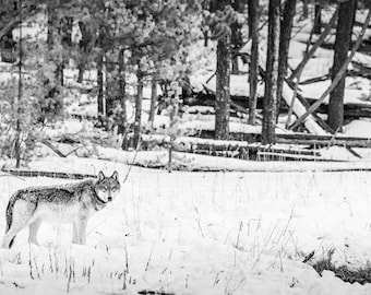 Wild Gray Wolf of Yellowstone National Park Wolves Black and White Canvas Print Fine Art Photograph Pine Trees in Snow Winter Scene Canvas