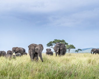 Elephant Print on Wrapped Canvas Fine Art Safari Photography Tanzania Africa Panoramic Herd of Elephants Serengeti Wildlife Poster Metal Art