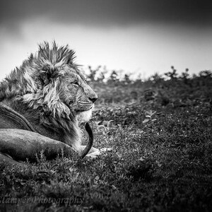 Lion,Africa,Safari,Tanzania,Serengeti,Oversize,Black and White,Wall Art,Home Decor,Africa Art,Metal Option, Print,Canvas Option