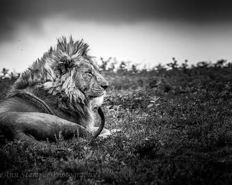 Lion,Africa,Safari,Tanzania,Serengeti,Oversize,Black and White,Wall Art,Home Decor,Africa Art,Metal Option, Print,Canvas Option