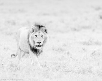 Male Lion King of the Jungle Print Animal Art Poster Safari Fine Art Photography Black and White Canvas Print Metal Print on Luster Paper