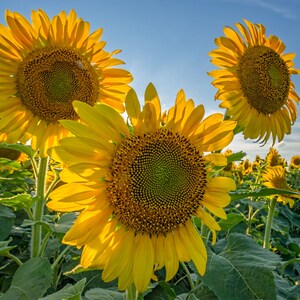 Sunflower Field of Sunflowers Fine Art Photography Canvas Print Sunflower Art Sunflower Nature Photography Print Sunflower Art 3 flowers