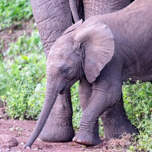 May include: A young elephant calf stands next to a larger elephant, both with gray skin and wrinkled skin. The calf has a long trunk and large ears. The elephants are in a grassy area.