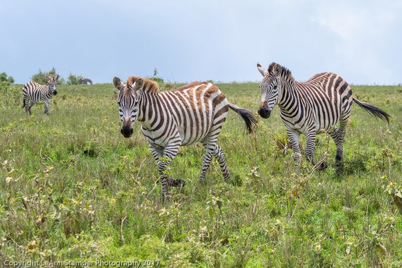 Zebrazebrascanvas Printcanvas Artafricasafarilarge Wall Etsy