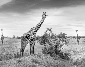 Giraffe Print Africa Wildlife Fine Art Black and White Photography Canvas Luster Paper or Metal 3 Panel Triptych Safari Art Int