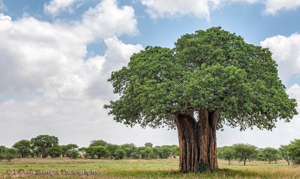 Baobab Tree of Life Print Tarangire National Park Tanzania Fine