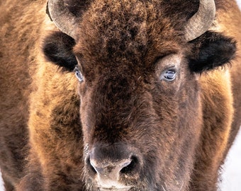 American Bison Buffalo Yellowstone National Park YNP Winter Snow National Park Poster Rustic Decor Fine Art Photography Wildlife Canvas