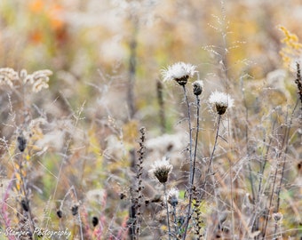 Great Smoky Mountains National Park Print Abstract Wildflowers Dandelion Muted Brown Tones Fine Art Photography on Canvas Paper Frame Option