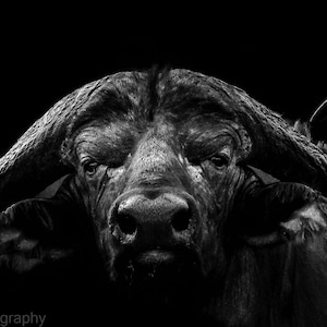 Cape Buffalo Print Animal Art Poster Safari Nursery Fine Art Black and White Photo Print Wrapped Canvas Print Metal Print on Luster Paper