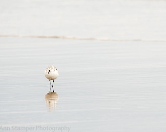 Sandpiper Sanderlings Shore Bird Photo in the Surf Fine Art Photography Canvas Print Coastal North Carolina NC Beach Photography