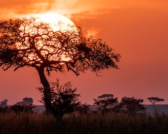 Acacia Tree Print Serengeti Plains of Africa Sunrise Sunset Ball of Fire Fine Art Panoramic Orange and Black Wrapped Canvas or Metal Art
